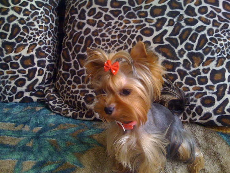 Йоркширский той терьер помесь черный