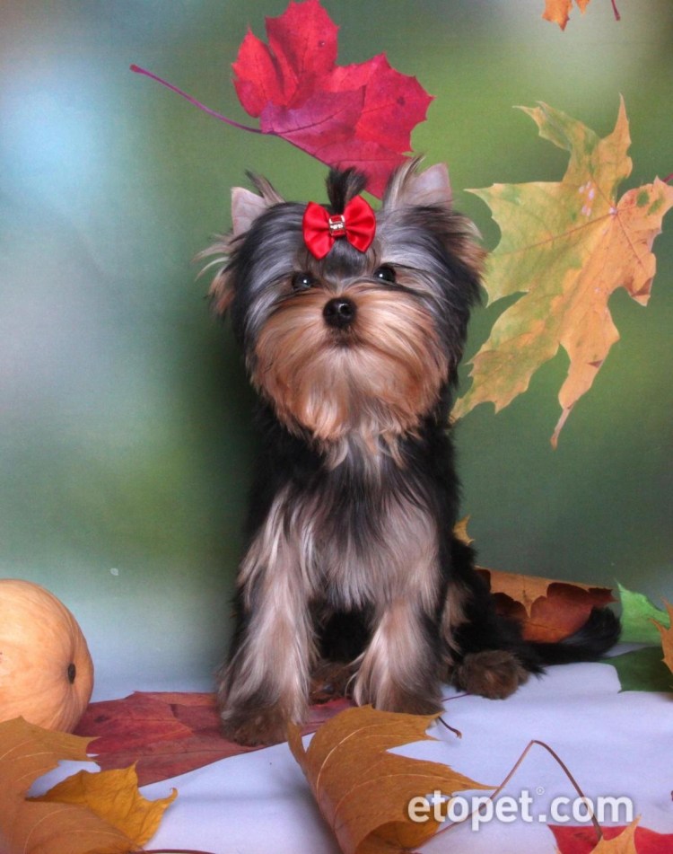 Йокширские терьер