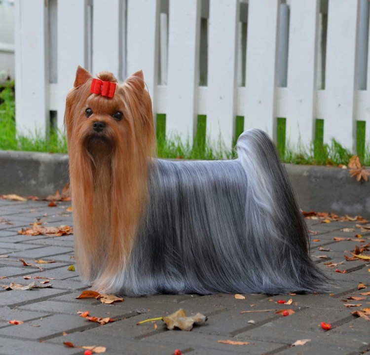 Йоркширский терьер мини