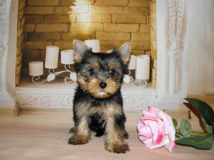 Йоркширский терьер рабочего разведения