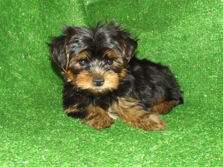 Йоркширский терьер стандарт мальчик