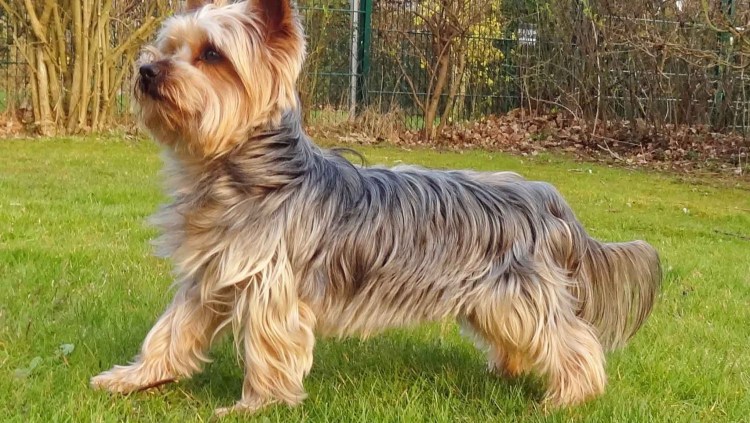 Питомник йоркширских терьеров в Пензе