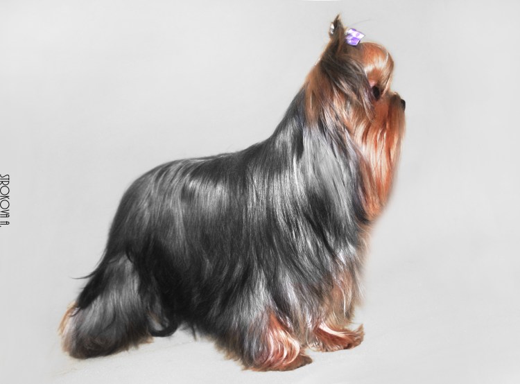 Подпалый шоколадный Йоркширский терьер