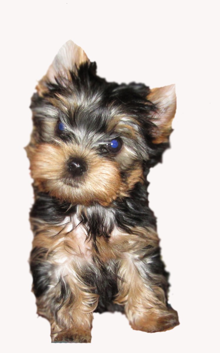 Йоркширский терьер вибер