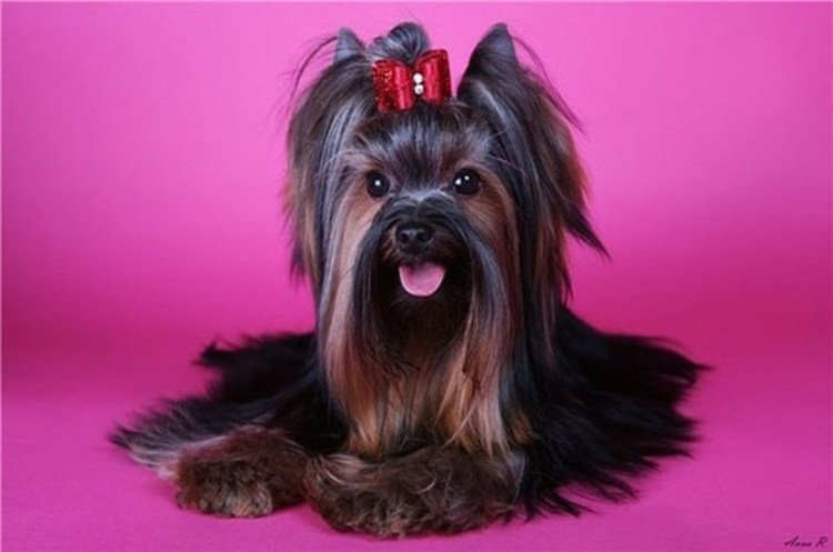 Биро Йоркширский терьер шоколадный