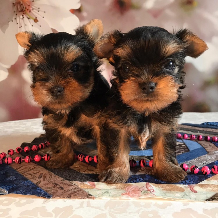 Имя для девочки шоколадного Йорка