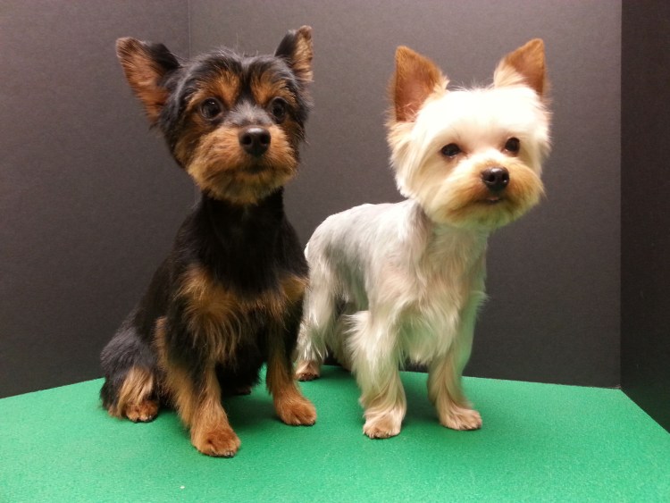 Йорк стандарт девочка