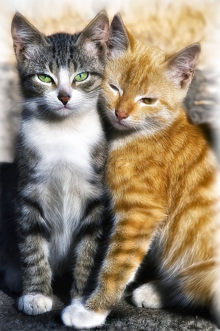 Кошки вместе