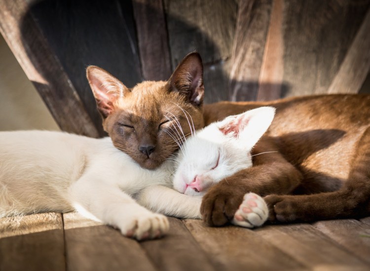 Кошки в обнимку