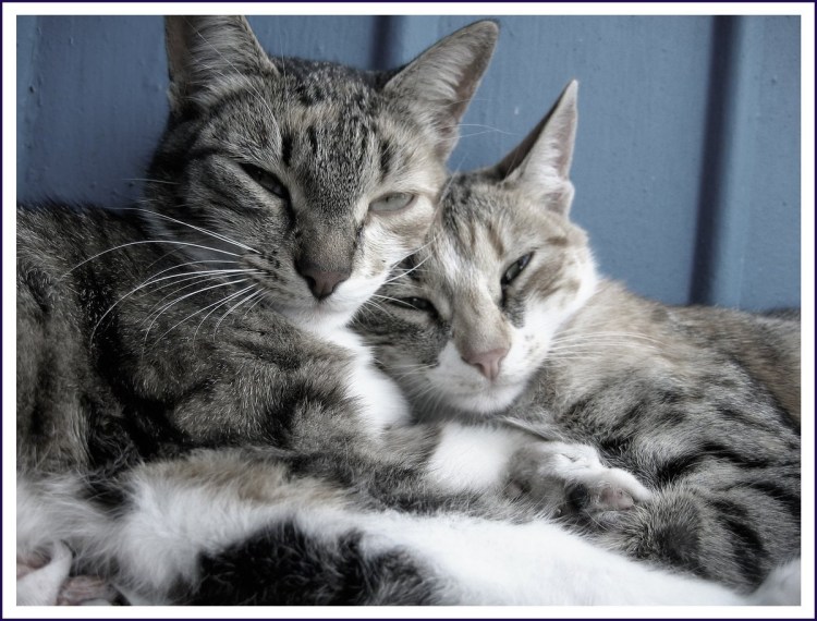 Трогательные животные