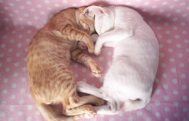 Животные спят