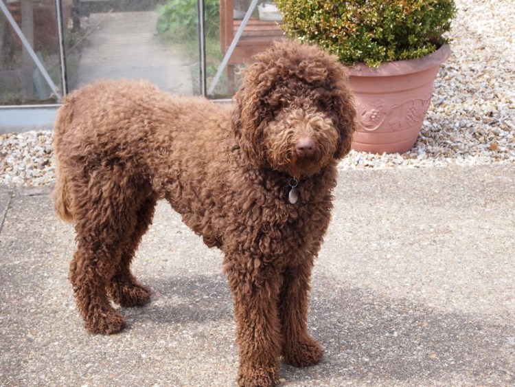 Лабрадудль порода собак