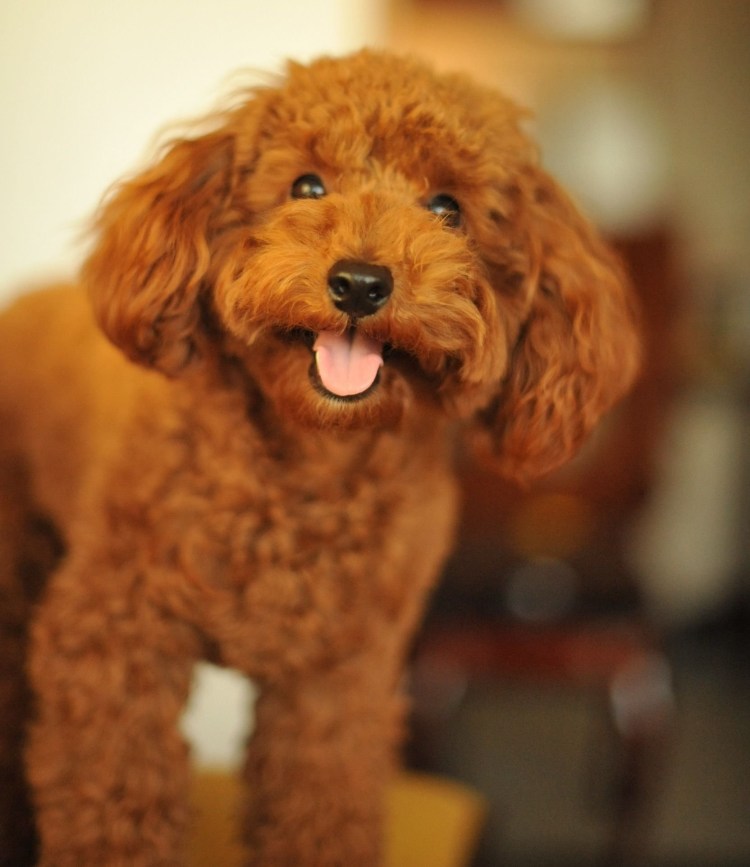 Австралийский Лабрадудл