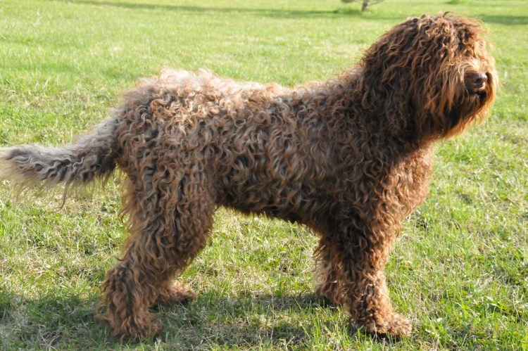 Французский пудель карликовый