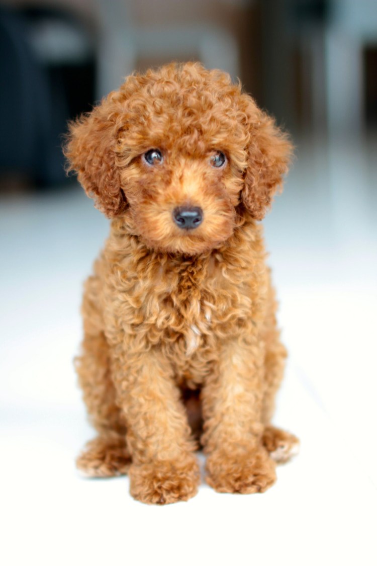 Пудель мальтипу