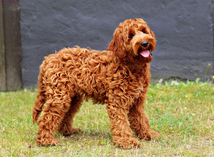 Собачка карликовый пудель