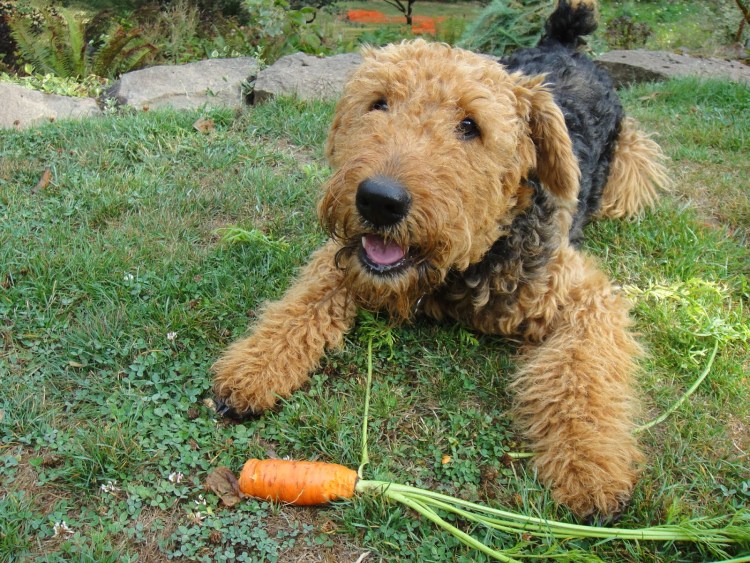 Барбет порода собак породы собак Франции