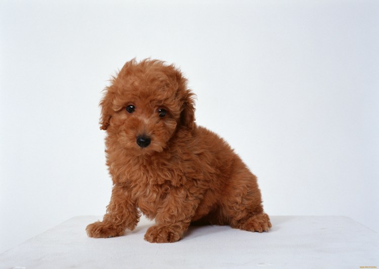 Карликовый пудель кудрявый