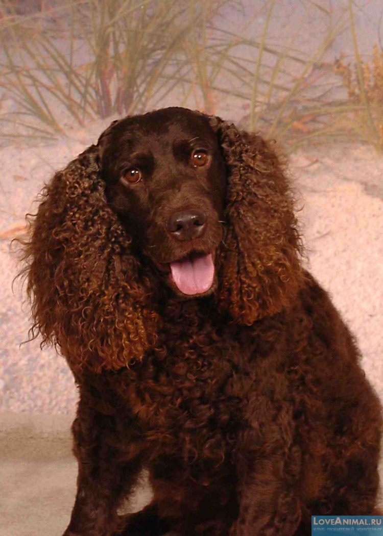 Керли ретривер