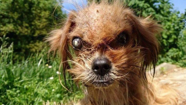 Мексиканская хохлатая уродливая