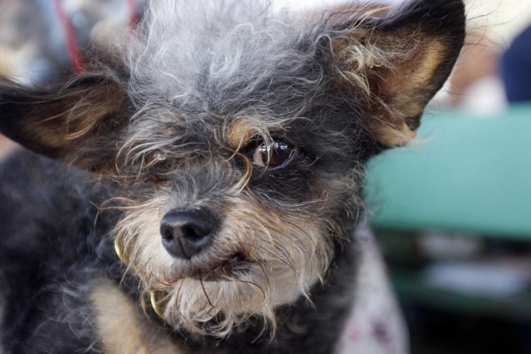 Китайская хохлатая сутулая