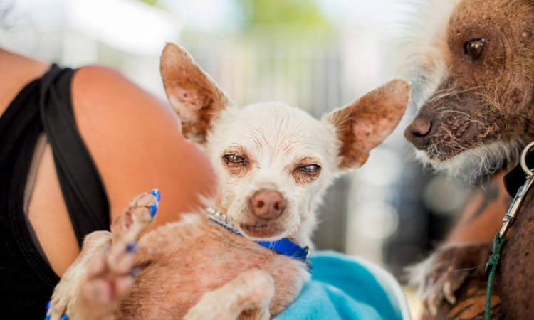 Самая уродливая собака в мире 2009