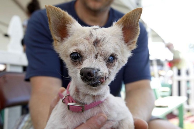 Чихуахуа хохлатая Элвуд