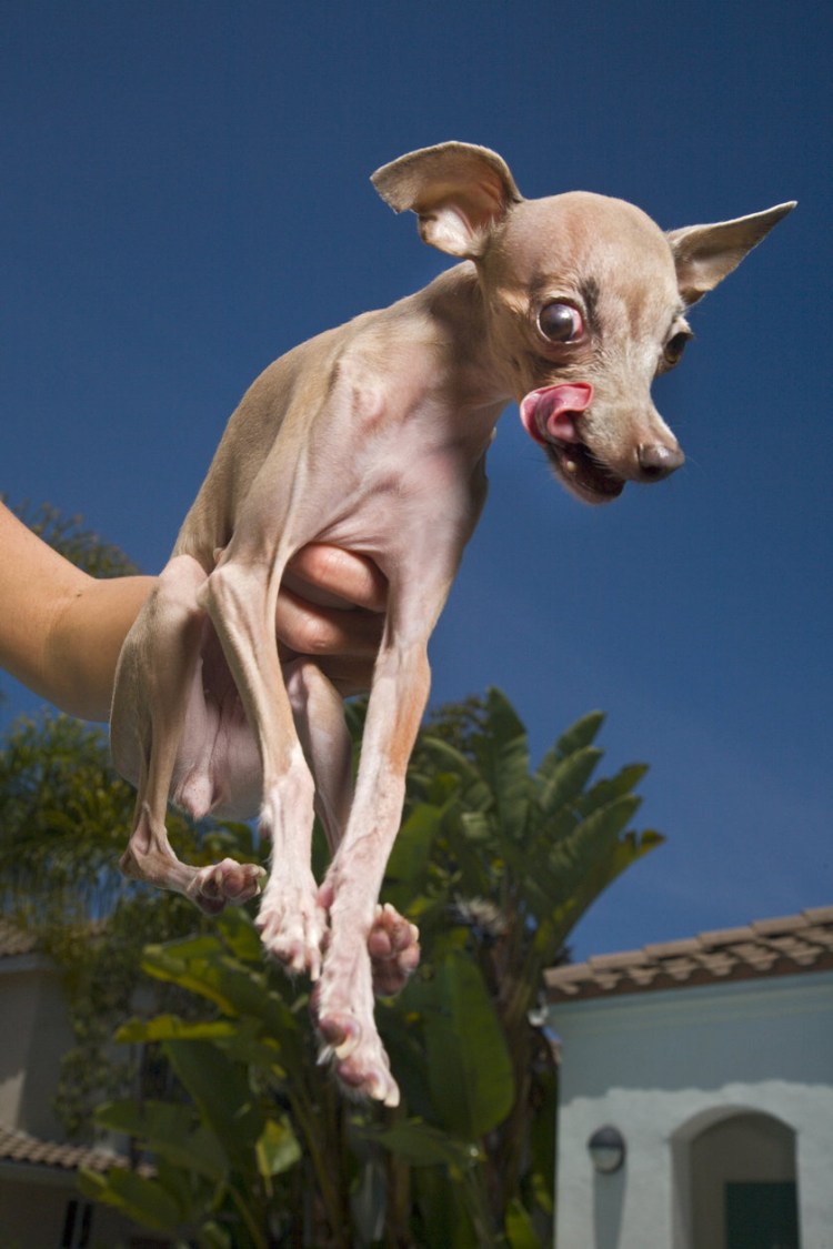 Чихуахуа собака уродливая