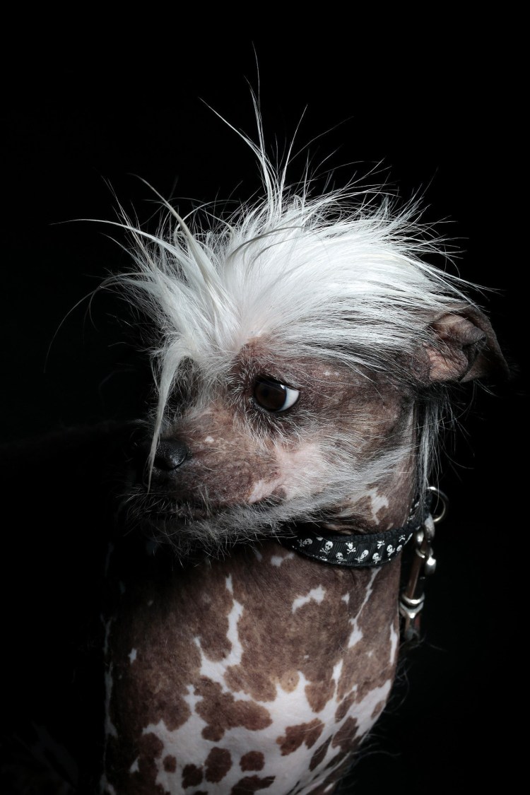 Китайская хохлатая чихуахуа Элвуд