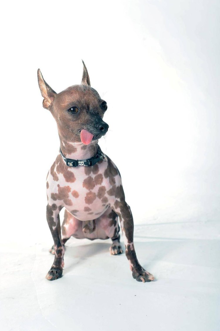 Самая уродливая собака чихуахуа в мире