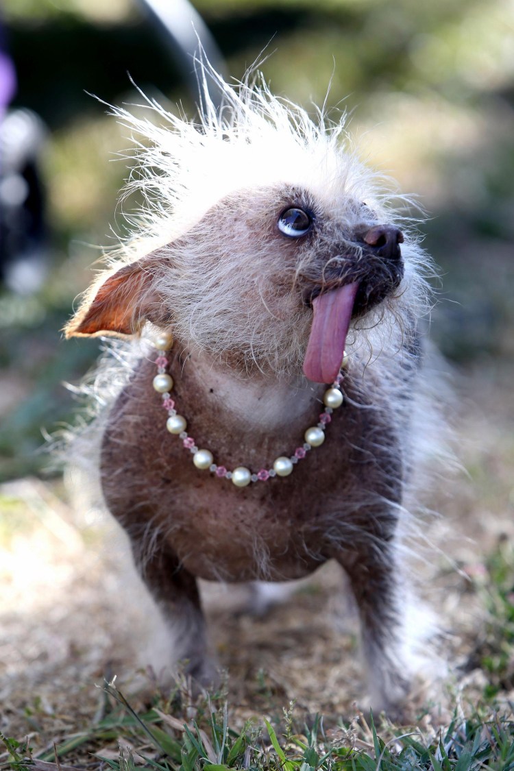 Страшные породы собак лысые