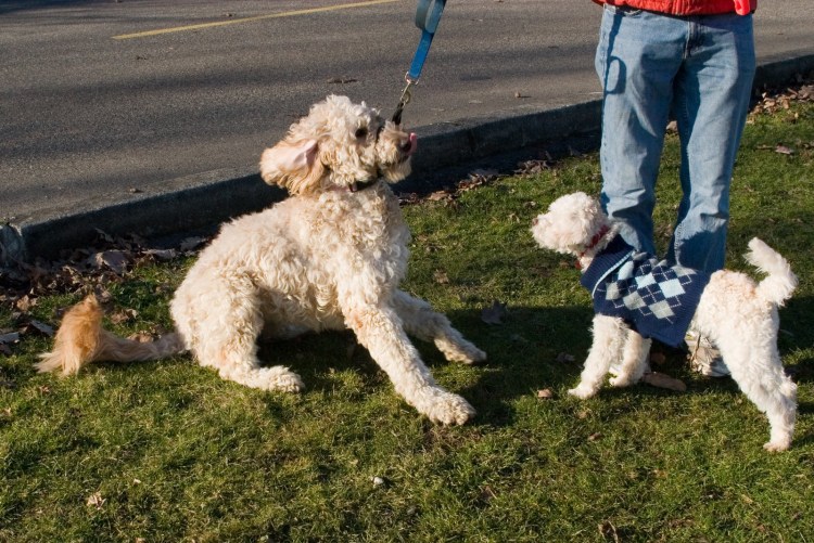 Мальтипу взрослый рядом с человеком