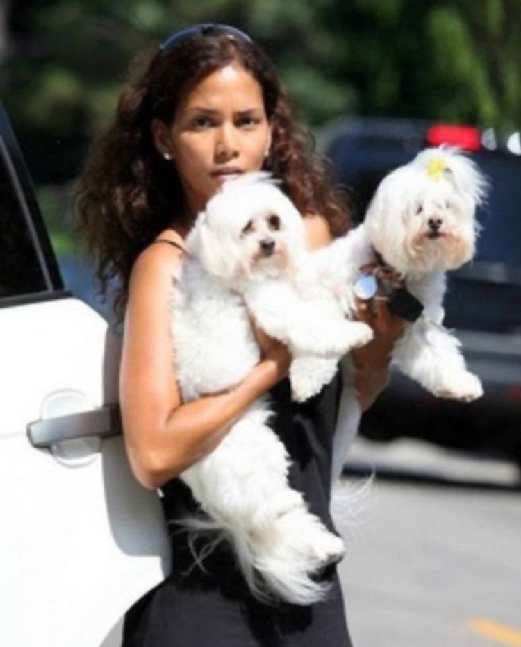 Карликовый пудель мальтипу