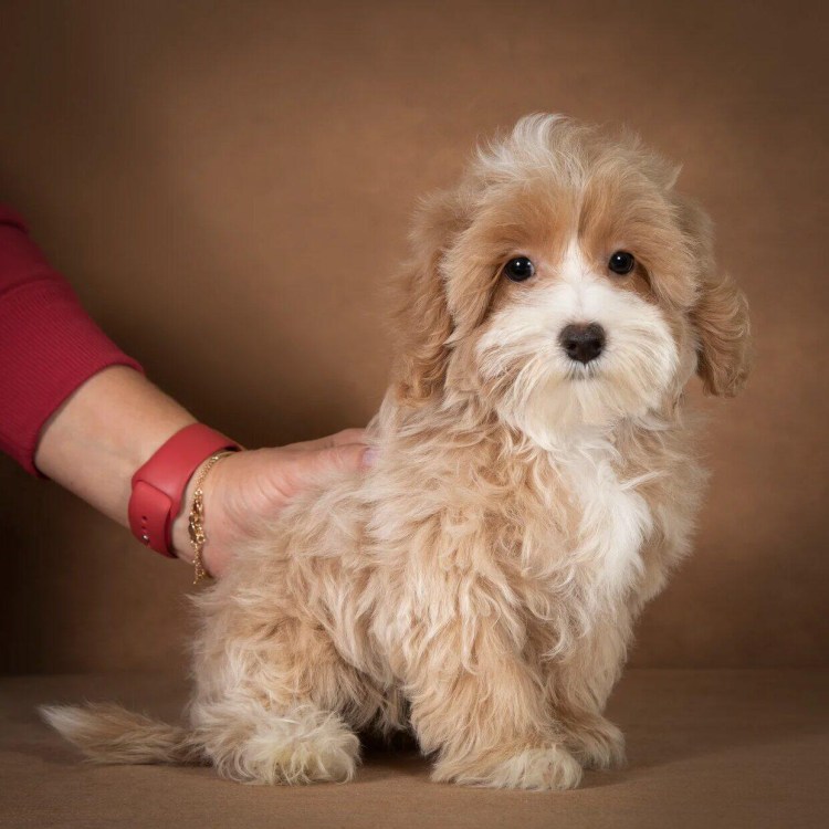 Мальтипу собака