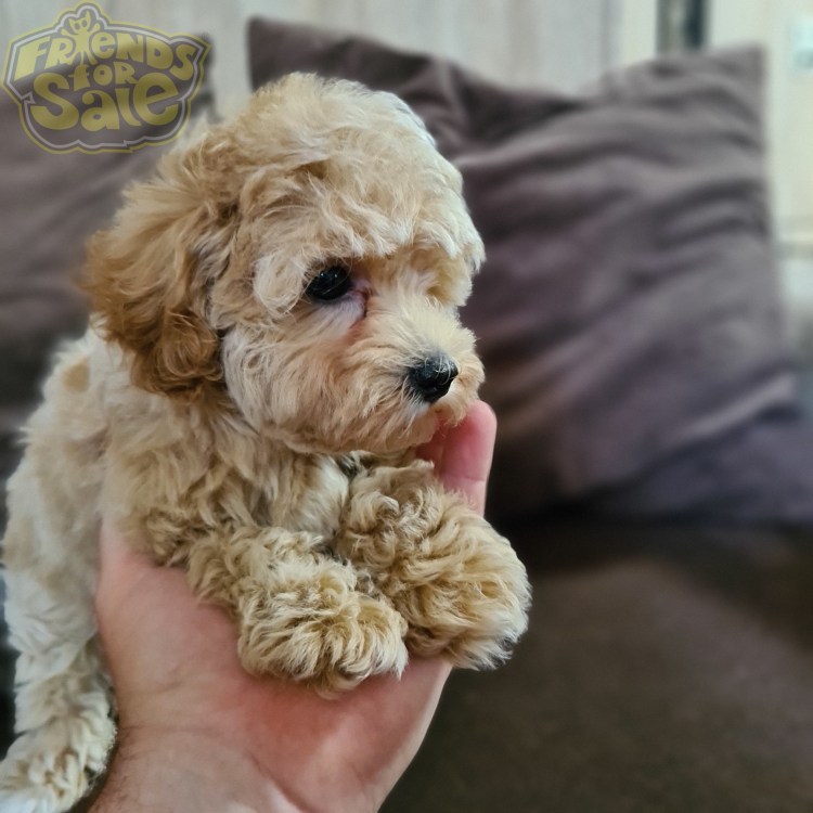 Мальтипу терьер