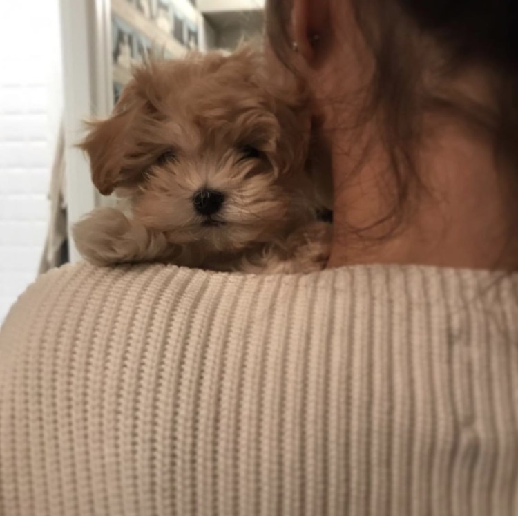 Мальтипу Даная