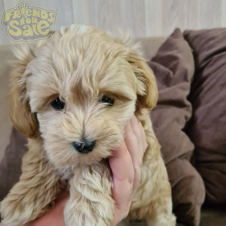 Мальтипу собака