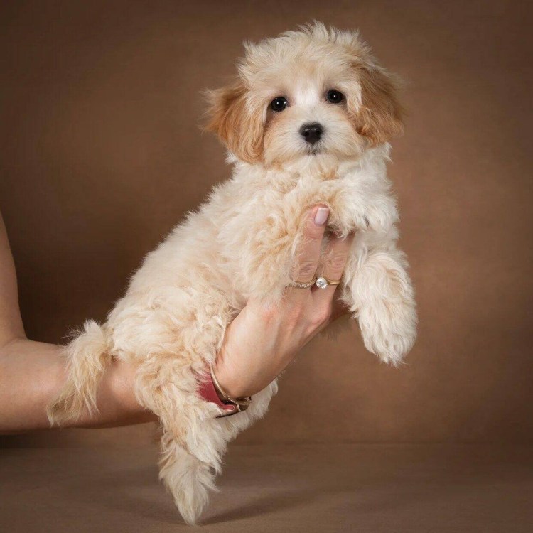 Мальтипу Саманта