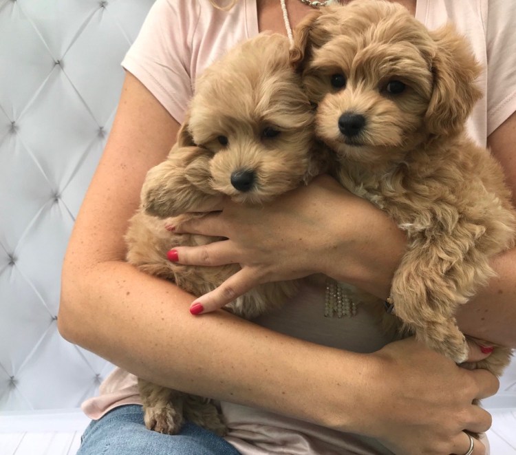 Мальтипу у Светланы Бондарчук