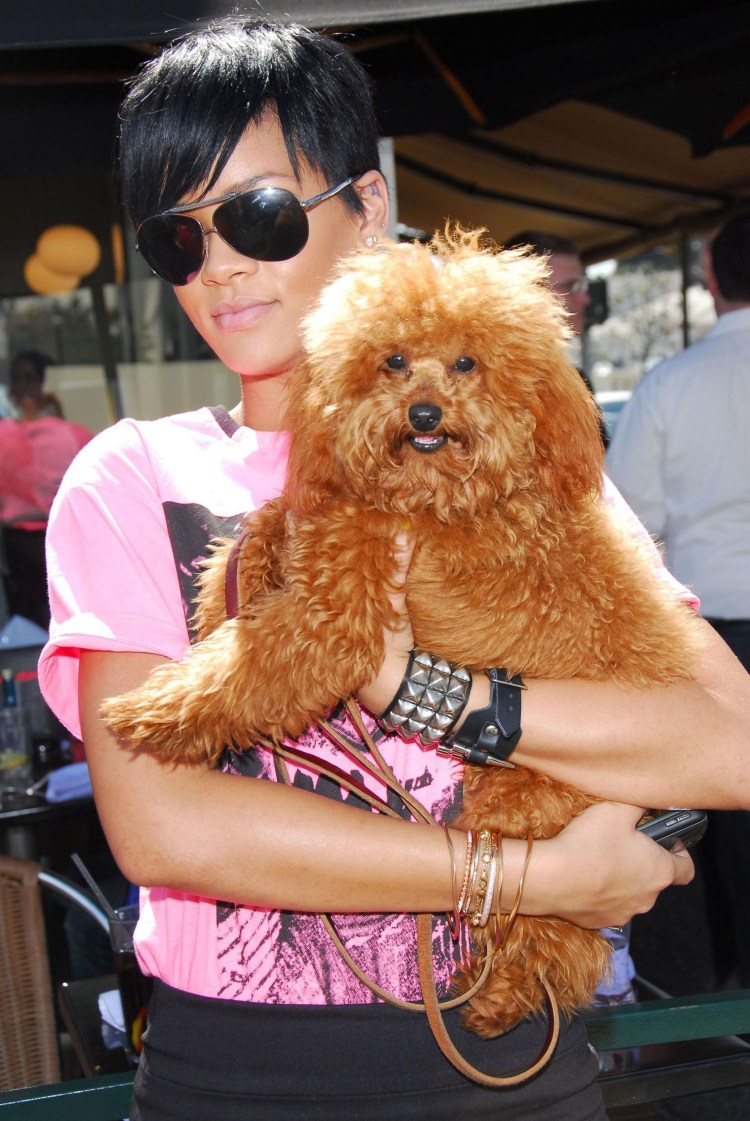 Мальтипу Тедди бир