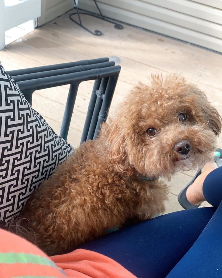 Мальтипу рост в холке