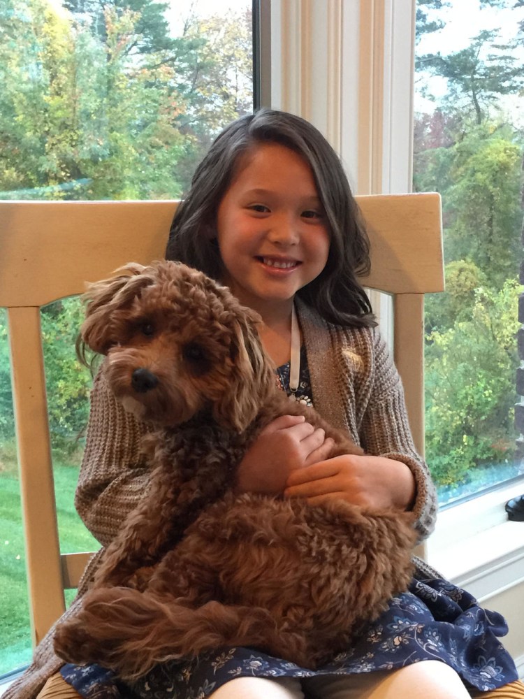 Мальтипу взрослый