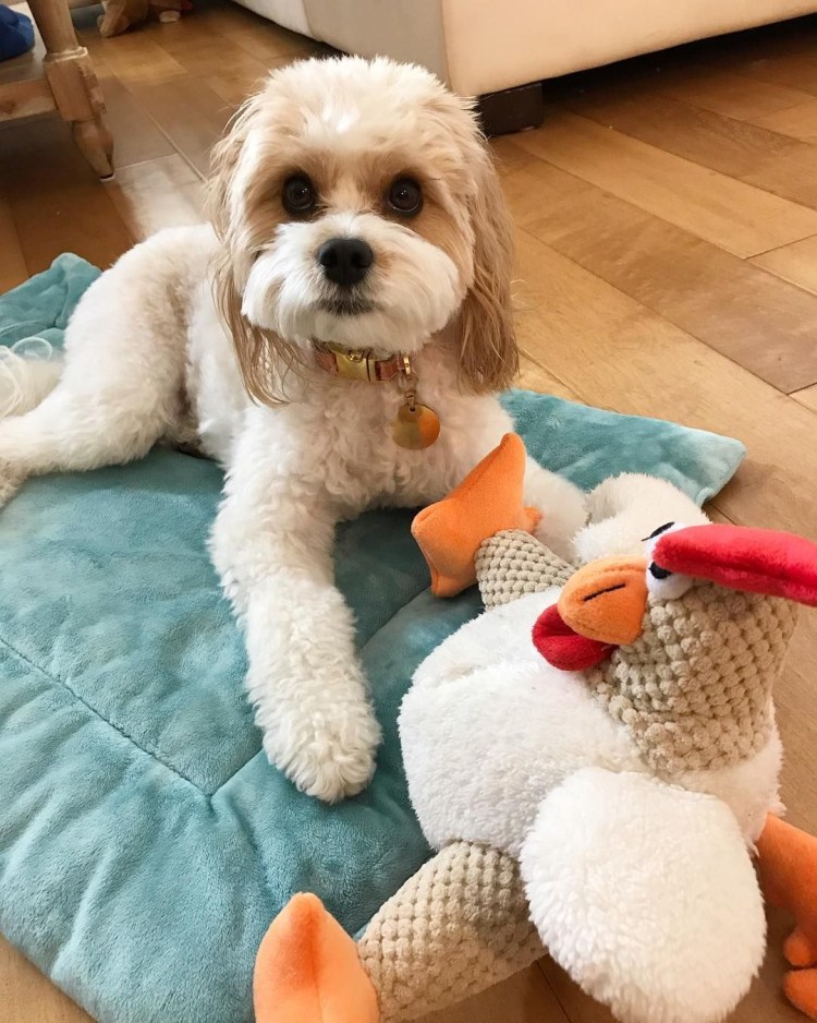 Пудель мальтипу взрослый