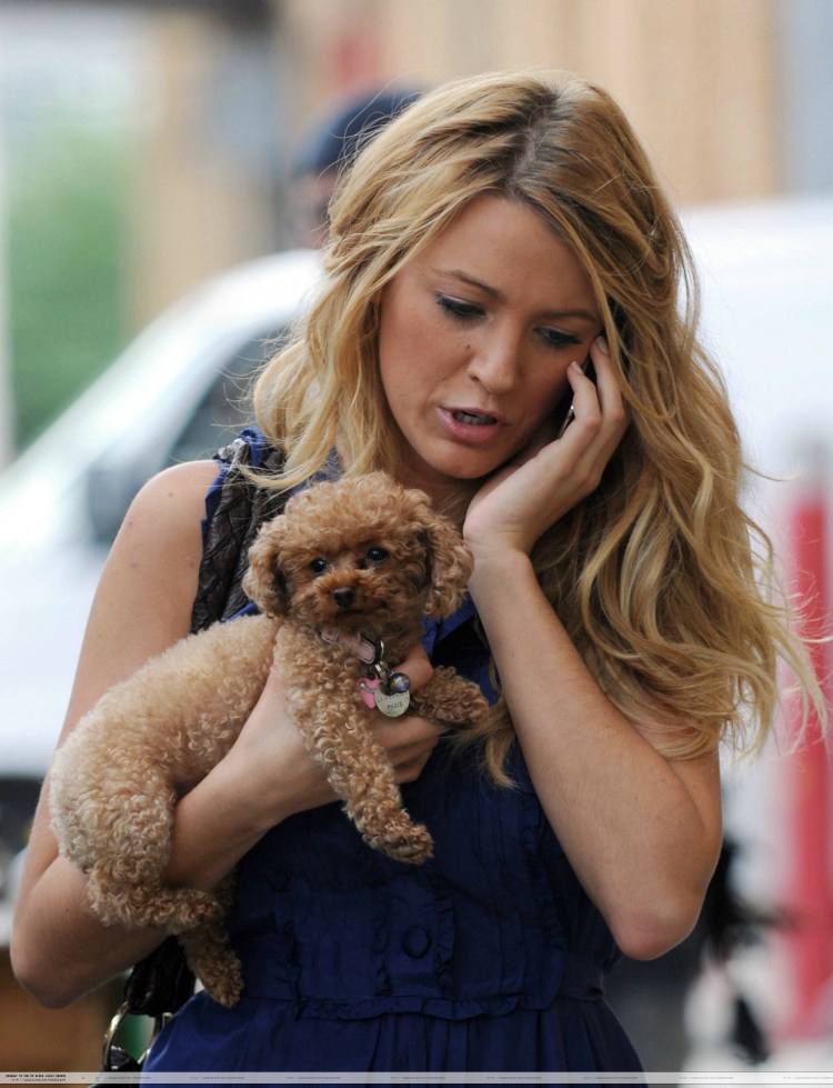 Джессика симпсон мальтипу