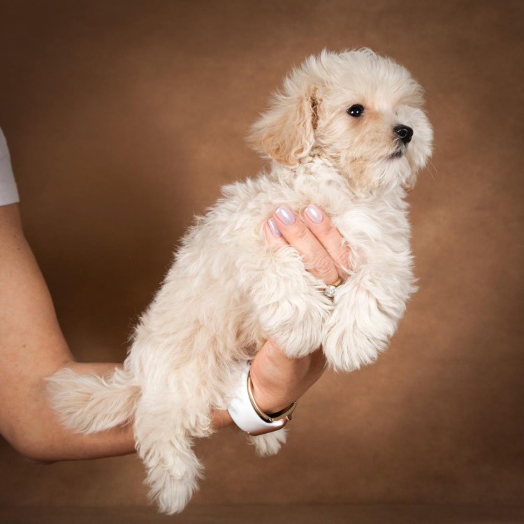 Рианна с мальтипу