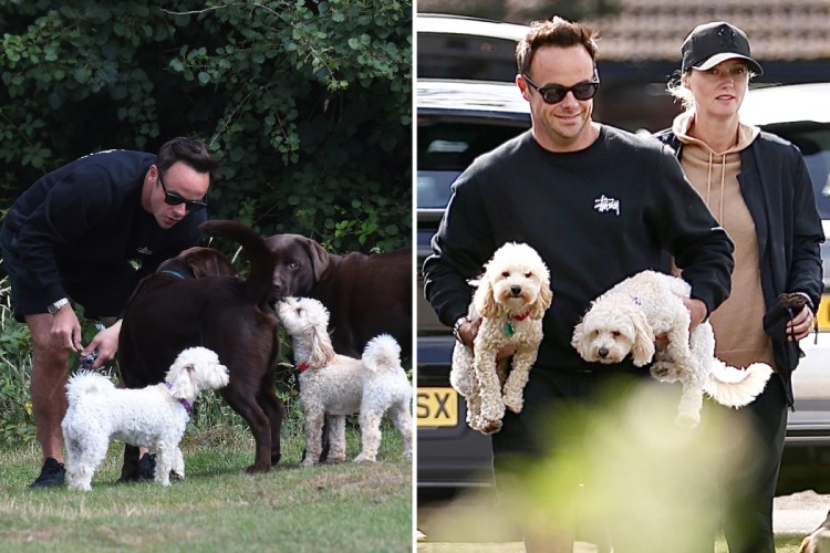 Мальтипу взрослый рядом с человеком