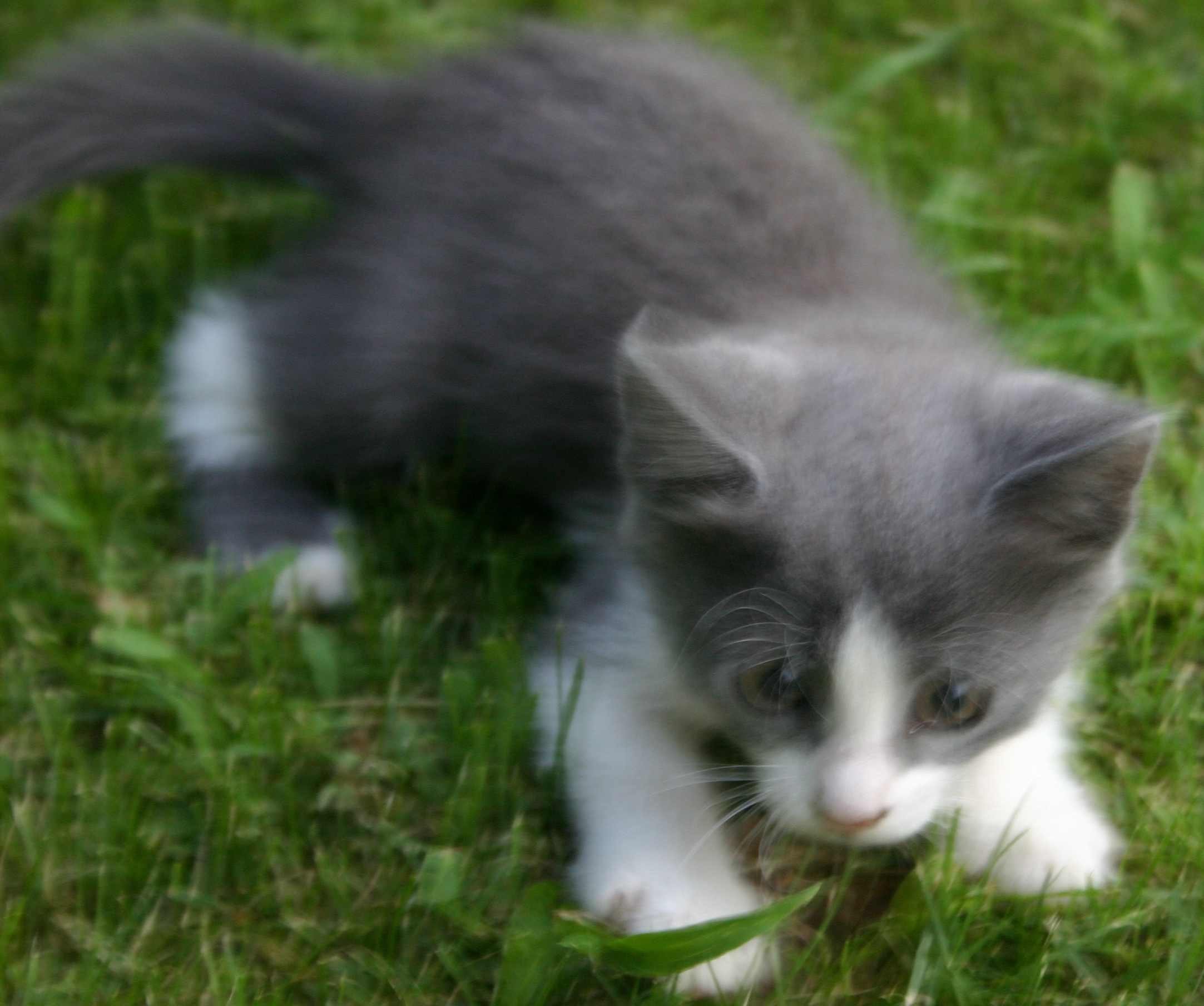 Серая кошка с черными пятнами. Серо белый кот беспородный. Серо-белый котёнок. Бело серый котенок. Серо белая кошка.