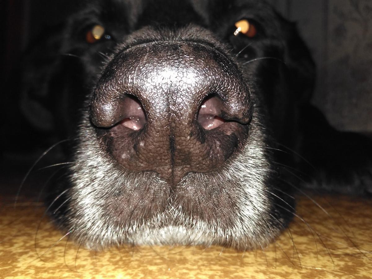 Какой нос у щенка. Носопырка. Нос собаки.