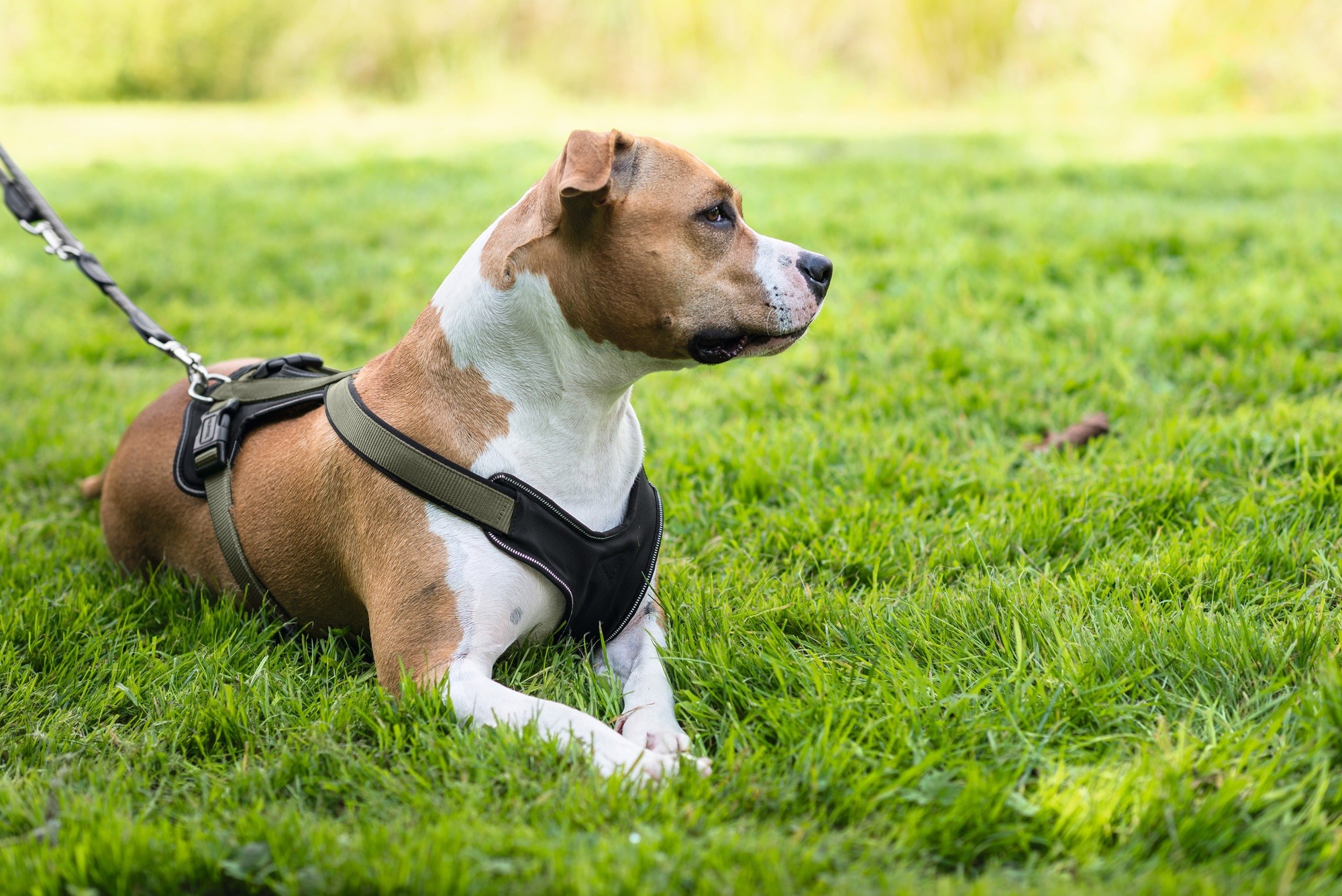 Шлейка для собак коллар. Dog harness. Dog harness and Leashes. Hunter Pet Accessories.