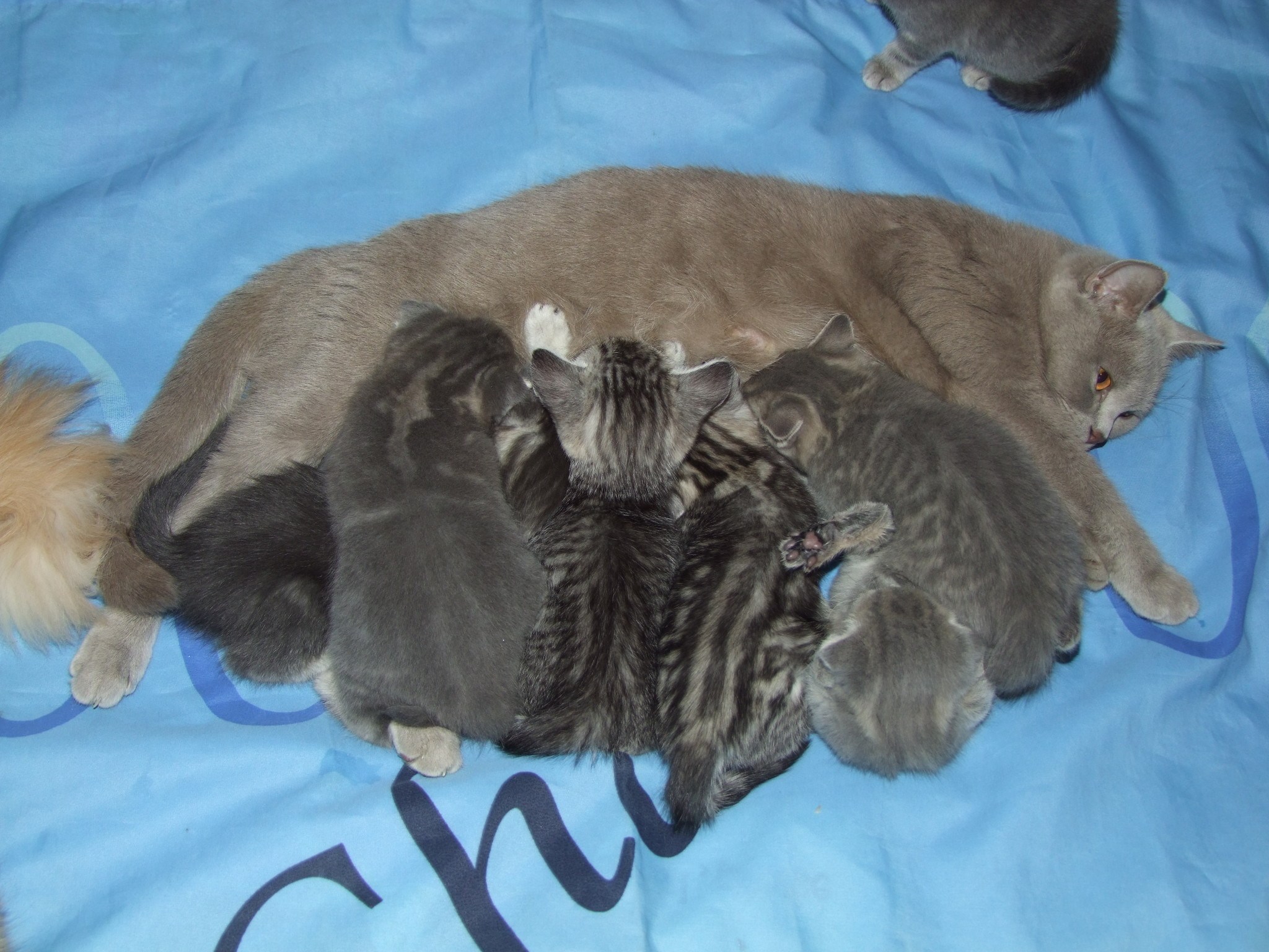 Кошка и котята после родов. Новорожденные котята.